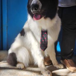 Rocco - German Shepherd