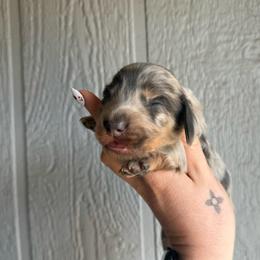 Sugar cookie - Dapple male Dachshund puppy in New Mexico from Long Dog Ranch