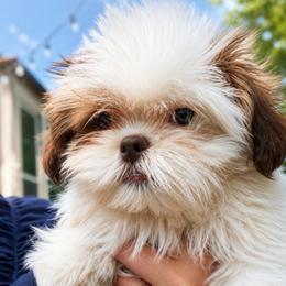 Archie - Brindle and white male Shih Tzu puppy in Chattanooga, Tennessee from Joy-Fur Puppies
