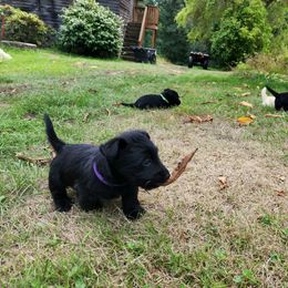 Scottish Terrier Puppies from Nicole's Scottish Terriers
