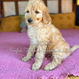 Lexie Belle English Teddybear - Apricot female Goldendoodle puppy in Grove, Oklahoma from Guinn Family Farms