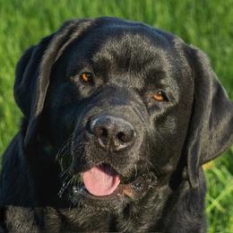Labrador Retriever puppies from River View Labradors