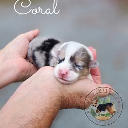 Coral - Blue merle and white female American Corgi puppy in Cameron, North Carolina from Butts Family Corgis