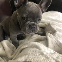 French Bulldog Puppies from The Frenchie Ravine Connection LLC