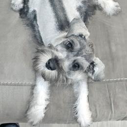 Oscar - Salt and pepper male Miniature Schnauzer puppy in Coarsegold, California from Halo Schnauzer