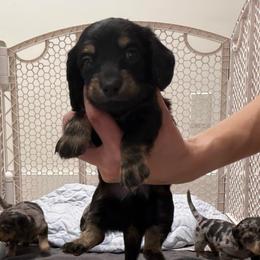 Milo - Black and tan male Dachshund puppy in Miami, Florida from Teenie Bikini Weenies