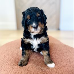 Suede - Phantom male Bernedoodle puppy in Dunnellon, Florida from Sweet Honey Doodles