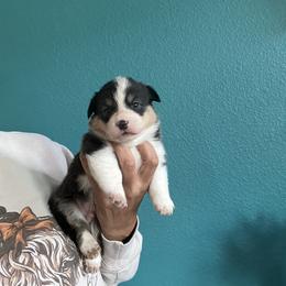 Boy 3 - Black and tan male Pembroke Welsh Corgi puppy in Chino Valley, Arizona from Blecker Kennel