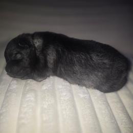Sapphire - Gray silver and black female Keeshond puppy in Logan, Ohio from Hocking Hills Keeshonds