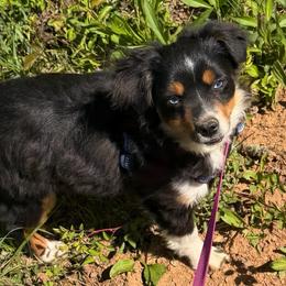 ASDR 2 Blue's Bootsy - Black tri male Toy Australian Shepherd puppy in Tremont, Tennessee from 2 Blue Toy Aussies
