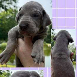 Fabreeze - Chocolate female Great Dane puppy in Wellsville, New York from Prophecy Danes