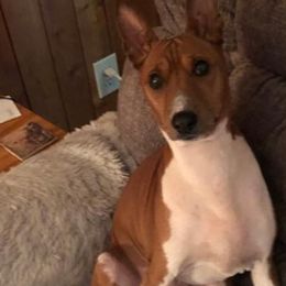 Basenjis from Rhonda's Basenjis