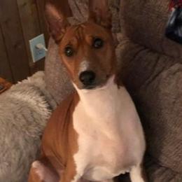 Basenjis from Rhonda's Basenjis