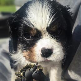 Cavalier King Charles Spaniel and Gordon Setter Puppies from Gleannfae Gordon Setters & Cavalier King Charkes Spaniels