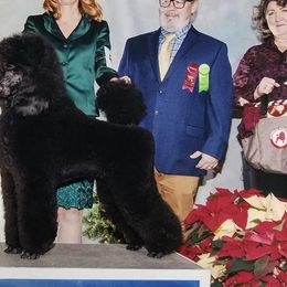 Poodles from Ann Fischer's Poodles