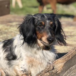 Rocky - Dachshund