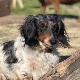 Rocky - Dachshund
