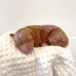 Female - Red  female Goldendoodle puppy in Vancouver, Washington from Pnwfamilydoodles
