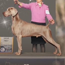 Pumik and Weimaraners from Silhouette Weims & Pumi