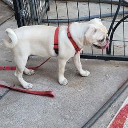 Sweeti Pi - White female Pug puppy in Phoenix, Arizona from Pug Place Phoenix
