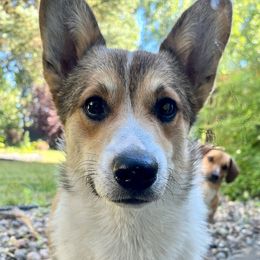 Beast - Pembroke Welsh Corgi