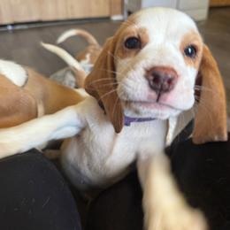 Patches - Red and white male Beagle puppy in Viper, Kentucky from Mountain Top