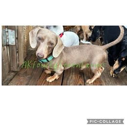 Freyr - Dachshund