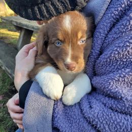 Australian Shepherd Puppies from Farmstead Aussies