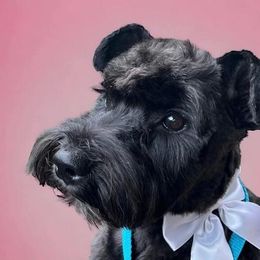 Ruth - Miniature Schnauzer