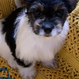 Biewer Terrier All Grown Up from Georgia Mountain Biewers