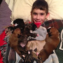 Boxer Puppies from Quinney’s Boxers