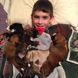 Boxer Puppies from Quinney’s Boxers
