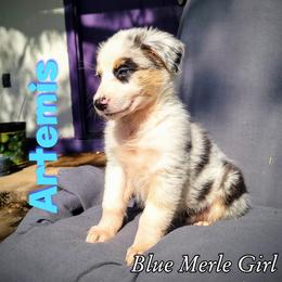 Artemis - Australian Shepherd puppy in Abilene, Texas from S&K Aussies N' Rotties