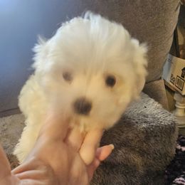 Mikey - White male Maltese puppy in Carthage, Missouri from Cooley's Cuddle Pups