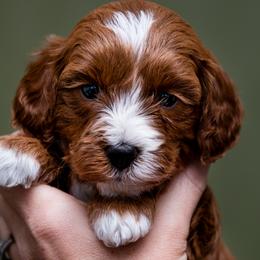 Aussiedoodles, Cavapoos, and Goldendoodles from Grace Acres Puppies