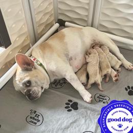 Molly - French Bulldog