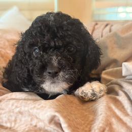 Sailor - Black and white male Cockapoo puppy in Saint Louis, Missouri from Jax Doodles