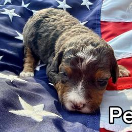 Pearl - Tri-color female Bernedoodle puppy in Townville, South Carolina from Copper Creek Bernedoodles