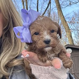 Dana - Apricot female Goldendoodle puppy in Mint Hill, North Carolina from DoodleForever