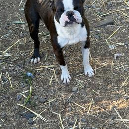 Griff - Boston Terrier