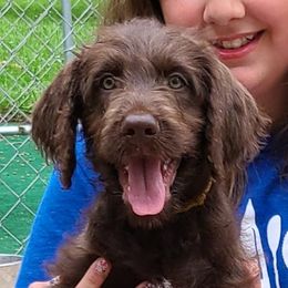 Goldendoodles and Labradoodles from Hickory Creek Doodles