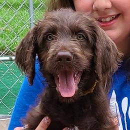 Goldendoodles and Labradoodles from Hickory Creek Doodles