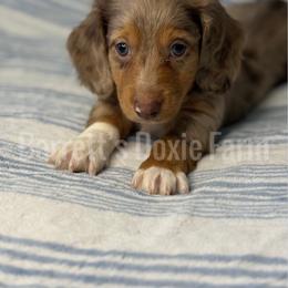Sneezy AKC - Dapple male Dachshund puppy in Oklahoma City, Oklahoma from Barrett’s Doxie Farm