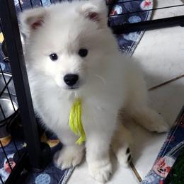 YELLOW - Henri MATISSE - White male American Eskimo Dog puppy in Redlands, Ca, Usa, California from Tribe of Aryelle