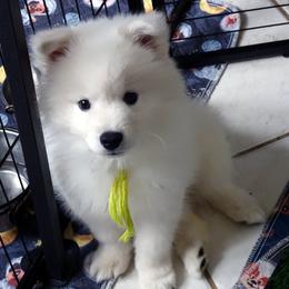 YELLOW - Henri MATISSE - White male American Eskimo Dog puppy in Redlands, Ca, Usa, California from Tribe of Aryelle