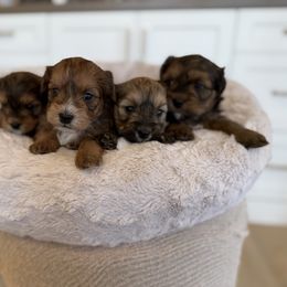 Ginger - Red sable female Havapoo puppy in South Jordan, Utah from Lady Paws Puppies - Cassie