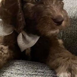 Saint Berdoodle Puppies from Harper's Saint Berdoodles