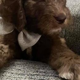 Saint Berdoodle Puppies from Harper's Saint Berdoodles