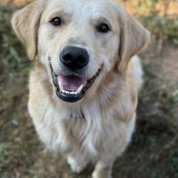 Guchi - Golden Retriever