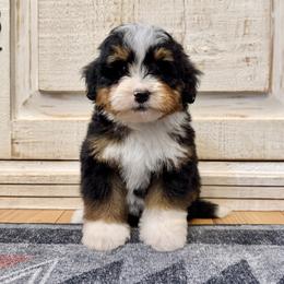 Traditional Tricolor - Tri-color male Bernedoodle puppy in Brooksville, Florida from Kruger Doodles